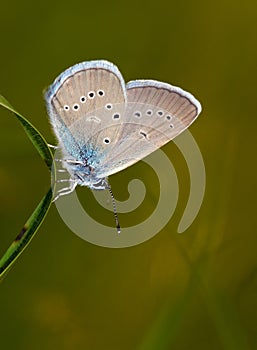 Dusky large blue (Maculinea nausithous) butterfly