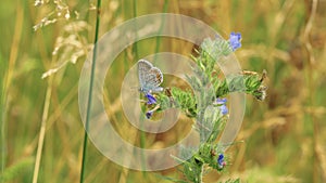 Dusky Large Blue (Phengaris nausithous) On Wild Flowers