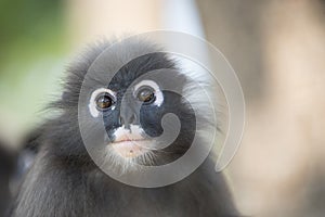 Dusky leaf langur monkey up on a tree