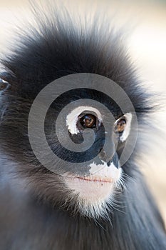 Dusky Leaf Monkey