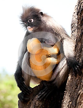 Dusky Leaf Monkey