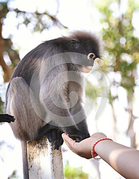 Dusky Leaf Monkey