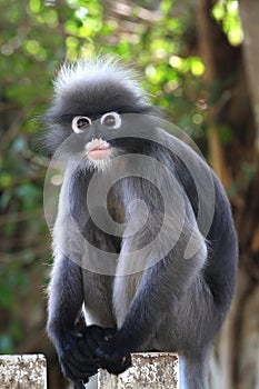 Dusky Leaf Monkey