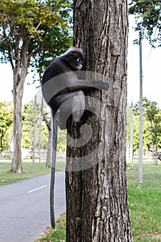 Dusky Leaf Monkey