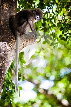 Dusky leaf monkey