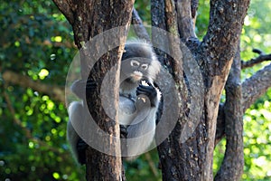 Dusky leaf monkey