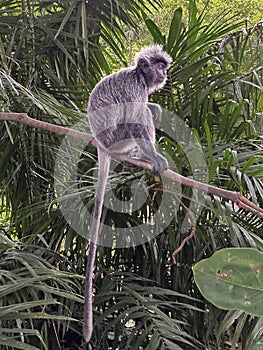 a leaf monkey on a branch in Malaysia