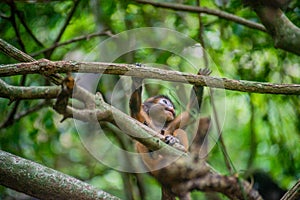 Dusky Leaf Monkey baby climbing in the forest. Ang Thong national park. Trachypithecus obscurus. Thailand.