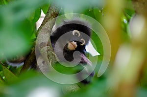 Dusky Leaf Monkey climb