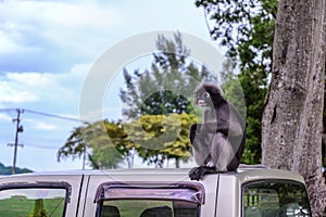 Dusky leaf monkey, Dusky langur, Spectacled langur