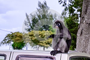Dusky leaf monkey, Dusky langur, Spectacled langur