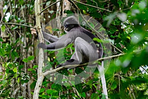 Dusky leaf monkey, Dusky langur, Spectacled langur.