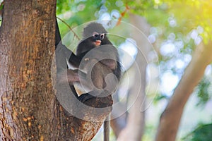 Dusky leaf monkey, Dusky langur, Spectacled langur ,selective focus, filtered image,light effect added