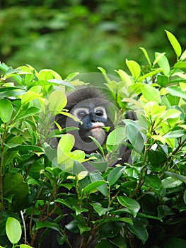 Dusky Leaf Monkey Langur photo