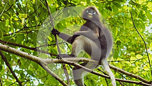 Dusky leaf monkey, Langur in forest