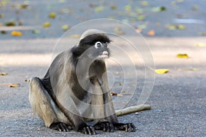 Dusky Leaf Monkey