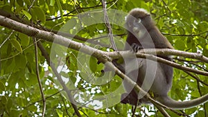 Dusky leaf monkey, langur on tree eating green leaves and watching down, Railay, Krabi, Thailand