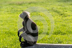 Dusky leaf monkey is residents in Thailand