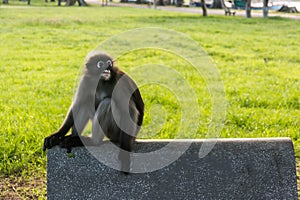 Dusky leaf monkey is residents in Thailand
