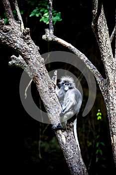 Dusky leaf monkey