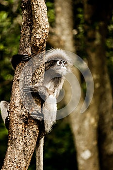 Dusky leaf monkey