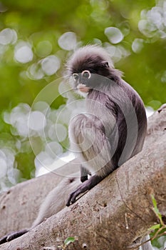 Dusky Leaf Monkey / Spectacled Langur