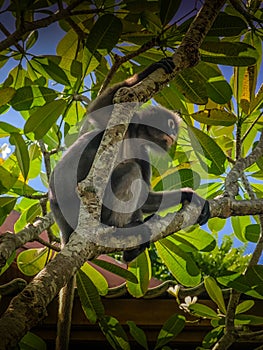 The dusky leaf monkey or spectacled langur hiding in a tree among leaves