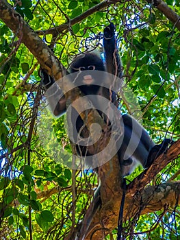 The dusky leaf monkey or spectacled langur sitting on the tree branches