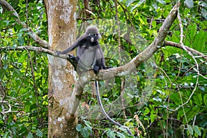 Dusky leaf monkey or spectacled langur sitting on the tree in the tropical rainforest. Fraser\'s Hill, Malaysia