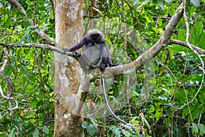 Dusky leaf monkey or spectacled langur sitting on the tree in the tropical rainforest. Fraser\'s Hill, Malaysia