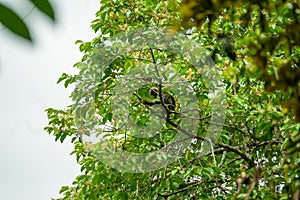 Dusky leaf monkey or spectacled langur sitting on the tree in the tropical rainforest. Fraser\'s Hill, Malaysia