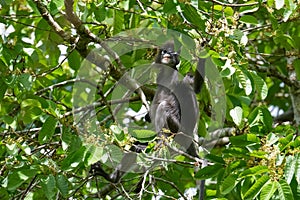 Dusky leaf monkey or spectacled langur sitting on the tree in the tropical rainforest. Fraser\'s Hill, Malaysia