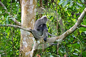 Dusky leaf monkey or spectacled langur sitting on the tree in the tropical rainforest. Malaysia. Monkey cleaning tail