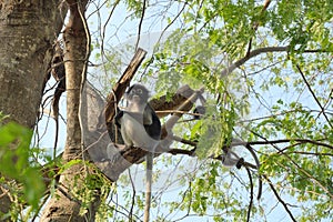 Dusky leaf monkey  Spectacled langur  on tree in forest