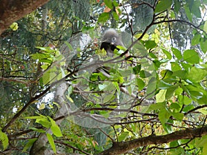 Dusky leaf monkey or spectacled langur (trachypithecus obscurus) on the tree.