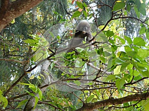 Dusky leaf monkey or spectacled langur (trachypithecus obscurus) on the tree.