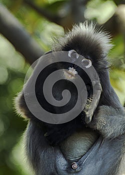 Dusky leaf monkey (Trachypithecus obscurus)