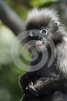 Dusky leaf monkey (Trachypithecus obscurus)