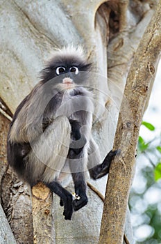 Dusky leaf monkey or Trachypithecus obscurus on tree