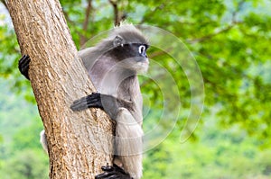 Dusky leaf monkey or Trachypithecus obscurus on tree