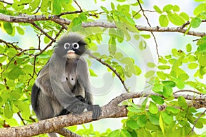 Dusky leaf monkey or Trachypithecus obscurus on tree