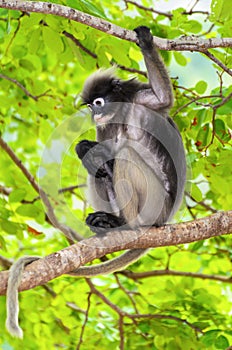 Dusky leaf monkey or Trachypithecus obscurus on tree