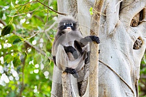 Dusky leaf monkey or Trachypithecus obscurus on tree