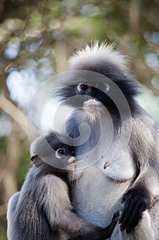 Dusky leaf monkey