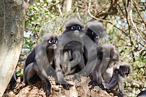 Dusky leaf monkey