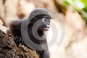 Dusky leaf monkey