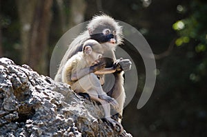 Dusky leaf monkey