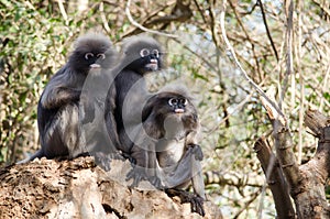 Dusky leaf monkey