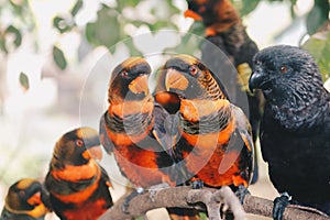 Dusky lories Pseudeos fuscata or banded Lories or Nuri kelam with orange and black feather.