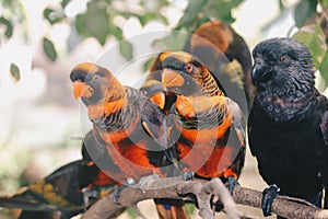 Dusky lories Pseudeos fuscata or banded Lories or Nuri kelam with orange and black feather.